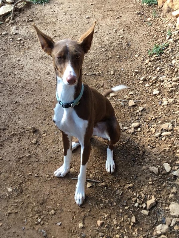 costa blanca kennels