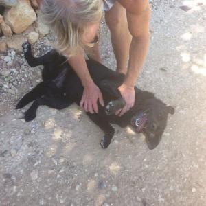Maserof Kennels 053