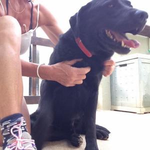 Maserof Kennels 054