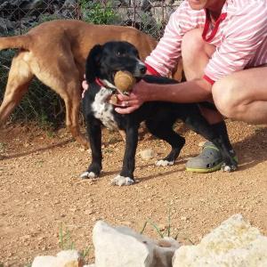 Maserof Kennels 064