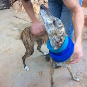 Maserof Kennels 074