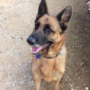 Maserof Kennels 076