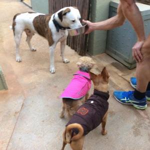 Maserof Kennels 077