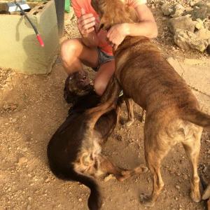 Maserof Kennels 079