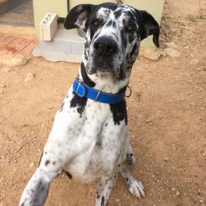 Maserof Kennels 088