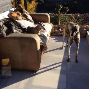 Maserof Kennels 089