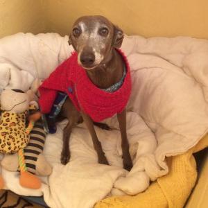 Maserof Kennels 092