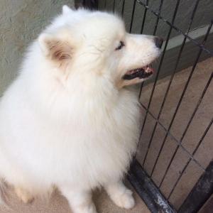 Maserof Kennels 096