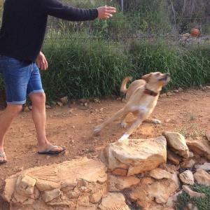 Maserof Kennels 100