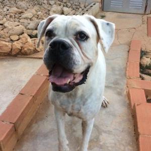 Maserof Kennels 105
