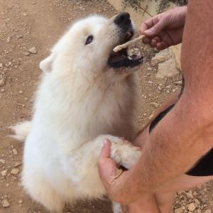 Maserof Kennels 106