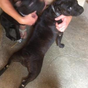 Maserof Kennels 108